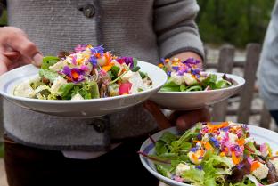 Salat frisch aus dem Garten