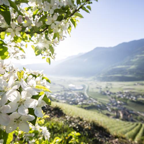 Apfelblüte