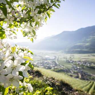 Apfelblüte