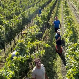 Weinlese am Bio-Weingut Riedingerhof