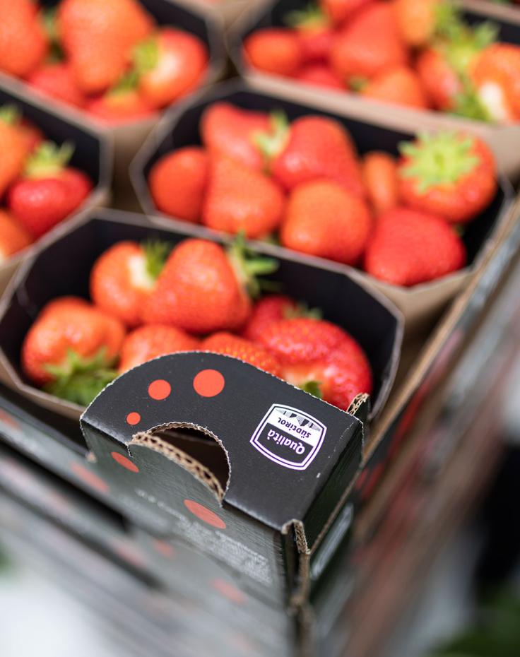 Erdbeeren aus dem Vinschgau Erdbeeren aus dem Vinschgau
