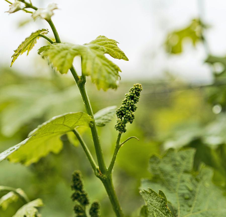 Weinrebe - Blüte