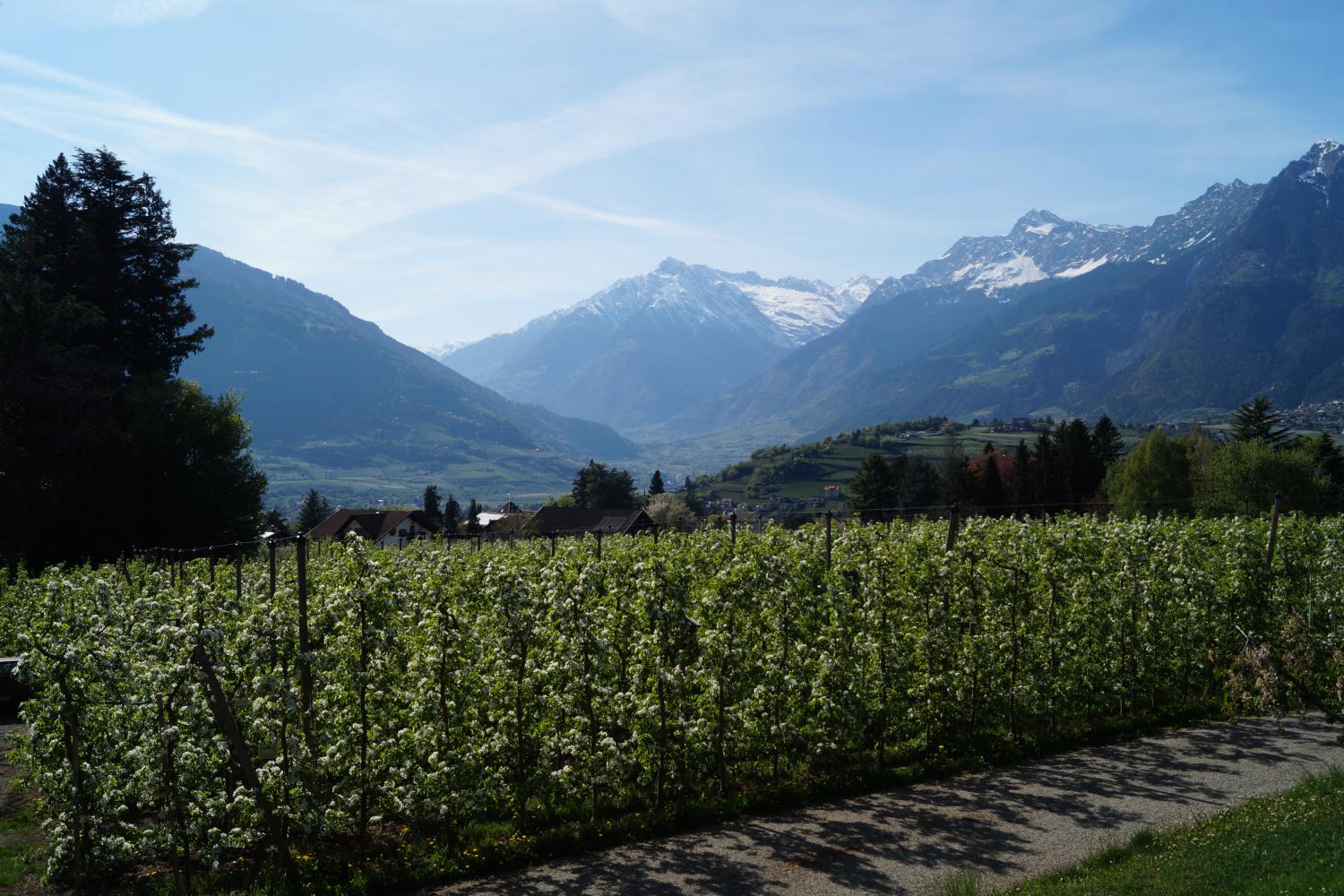 Ausblick in die Apfelwiesen und schneebedeckten Berge – Elegancezimmer