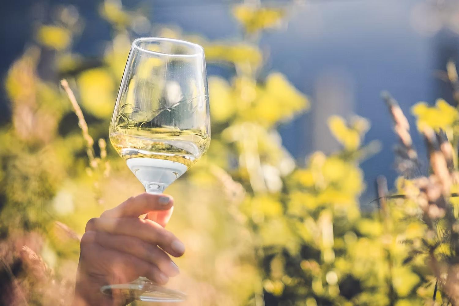 Weißwein vom Riedingerhof in Meran